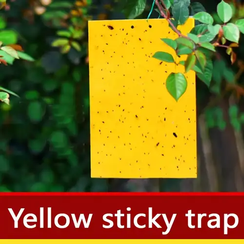 [6205] INSECT YELLOW