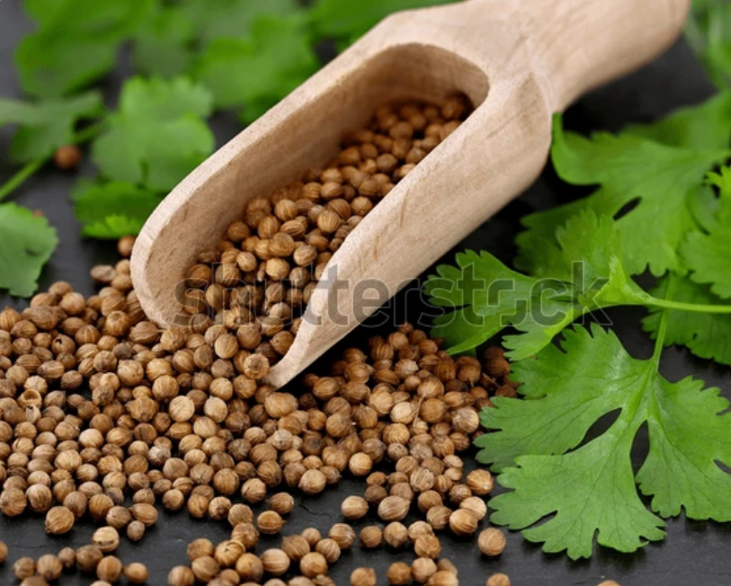 [CA-136] Coriander Seeds 1kg